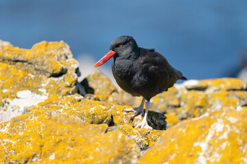 The Black Oystercatcher (Haematopus ater)
