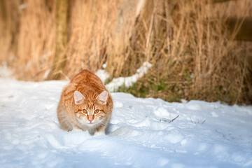 Hübsche rote Katze liegt im Schnee und schaut neugierig zum Betrachter - 410131191