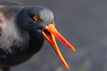The Black Oystercatcher (Haematopus ater)