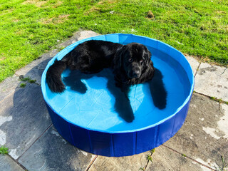Purebred black newfoundland dog lies in a small swimming pool oustide