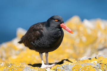 The Black Oystercatcher (Haematopus ater)