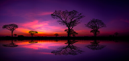Panorama silhouette tree in africa with sunset.Tree silhouetted against a setting sun reflection on water.Typical african sunset with acacia trees in Masai Mara, Kenya.