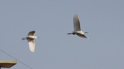 Egrets in flgiht