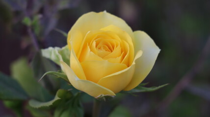 yellow rose