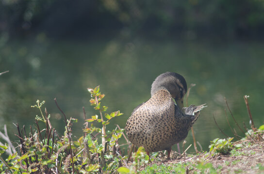 Mallard Anas Platyrhynchos Preening. Te Anau Bird Sanctuary. Te Anau. Southland. South Island. New Zealand.