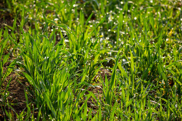 Stems of young wheat in the morning dew. Juicy natural background from green grass