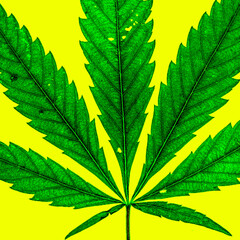 macro on green fresh marijuana leaf on yellow back