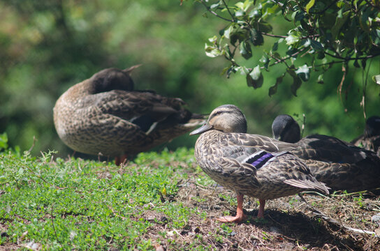 Mallards Anas Platyrhynchos. Te Anau Bird Sanctuary. Te Anau. Southland. South Island. New Zealand.