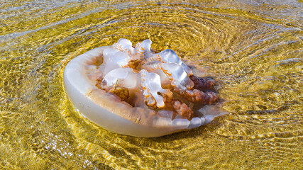 JellyFish at Shore of Beach