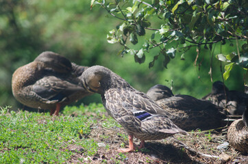 Mallard Anas platyrhynchos preening. Te Anau Bird Sanctuary. Te Anau. Southland. South Island. New Zealand.