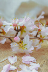 Almond Flowers