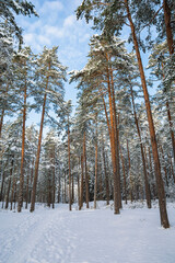 View of the path in pine tree forest, winter in Dagmar park, Kallviken, Raseborg, Finland