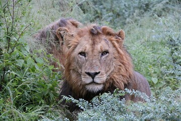 Lion in the bushes