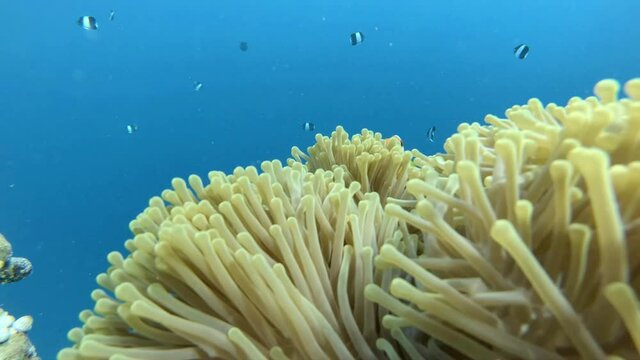 ein Anemonenfische verstecken sich in einer Prachtanemone