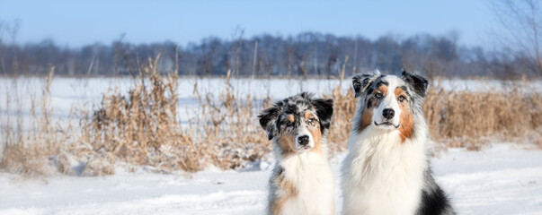 Zwei Hunde sitzen in verschneiter Landschaft in der Sonne mit blauen Himmel - 410132774