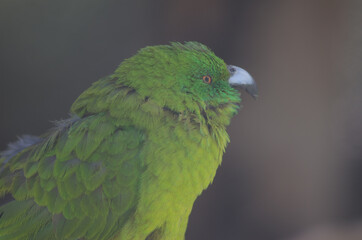 Antipodes parakeet Cyanoramphus unicolor calling. In captive conditions. Te Anau Bird Sanctuary. Te Anau. Southland. South Island. New Zealand.