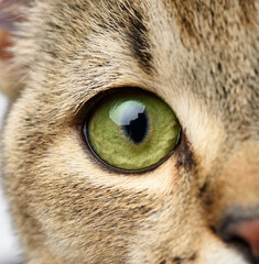 green eye scottish kitten with straight ears