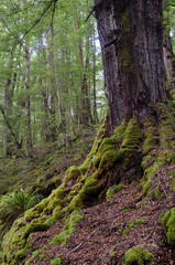 Rainforest in Fiordland National Park. Southland. South Island. New Zealand.