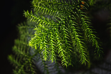 coniferous branch