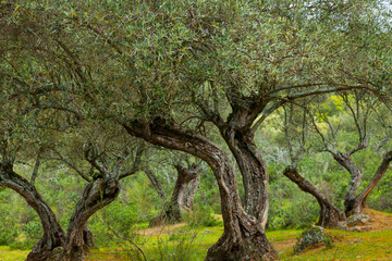 Olivar, Parque Natural Sierra de Andújar, Jaen, Andalucía, España