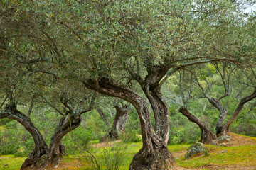 Obraz premium Olivar, Parque Natural Sierra de Andújar, Jaen, Andalucía, España