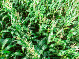 Green Maize Corn Field Plantation In Summer Agricultural Season.