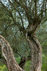 Olivar, Parque Natural Sierra de Andújar, Jaen, Andalucía, España