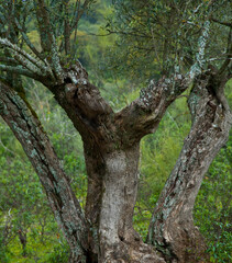 Olivar, Parque Natural Sierra de Andújar, Jaen, Andalucía, España
