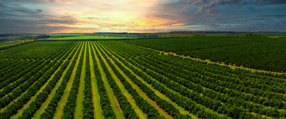 Aerial views over top of rows of orange trees in plantation in sunset. - Powered by Adobe