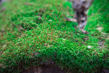 beautiful forest moss in spring forest close-up