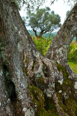 Olivar, Parque Natural Sierra de Andújar, Jaen, Andalucía, España