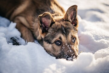 Crossbreed Belgian Shepherd Malinois