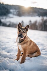 Crossbreed Belgian Shepherd Malinois