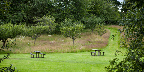 Wild natural garden -  wildflower meadow and fruit orchard. © JoannaTkaczuk