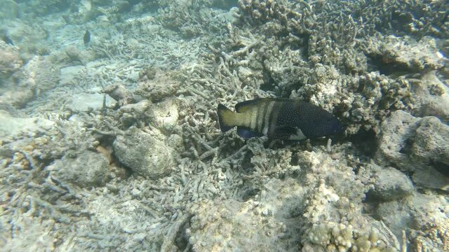 ein Blaupunkt-Zackenbarsch schwimmt in einem Korallenriff