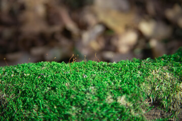 beautiful forest moss in spring forest close-up