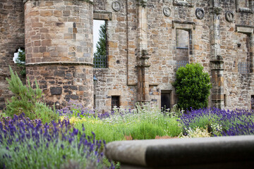 Edible and Medicinal garden with blooming lavender - old style sandstone architecture in the...