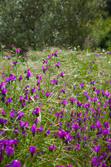 Obraz premium Viborera, Parque Natural Sierra de Andújar, Jaen, Andalucía, España