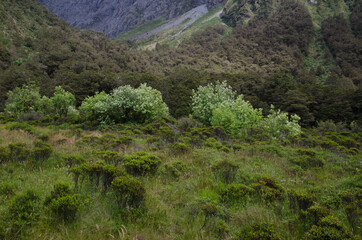 Fototapeta premium Landscape in Fiordland National Park. Southland. South Island. New Zealand.