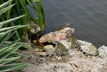 Three large iguana on the edge of the water  on rocks near a tropical leafy plant