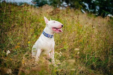 English bull terrier