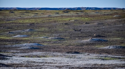 Black-tailed prairie dogs (Cynomys ludovicianus)  near the mink on the field. Prairie Dog Town at Theodore Roosevelt National Park