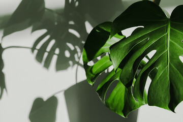 Monster flower against the wall with shadows, illuminated by the sun. High quality photo. Shadows from the window on the wall. Flowers and plants for the home. Contrast photography. Close-up monstera