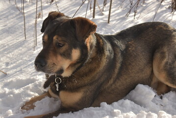 Задумчивый пес