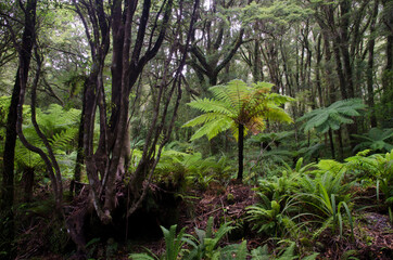 Rainforest with New Zealand tree ferns Dicksonia squarrosa and crown ferns Lomaria discolor. Fiordland National Park. South Island. New Zealand.