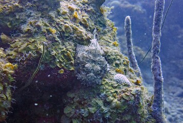 Scorpion fish blending in with its environment amongst the reefs and corals
