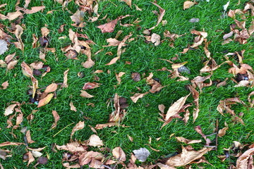 Nuts and fallen leaves of horse chestnut on the lawn from above
