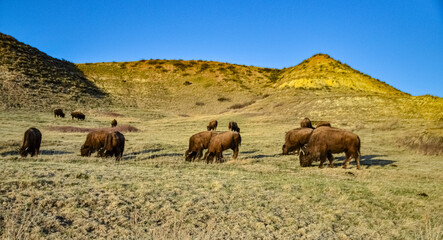 The American bison or buffalo (Bison bison). The Theodore Roosevelt National Park, North Dakota