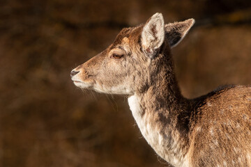 deer in the forest stag selective focus depth of field