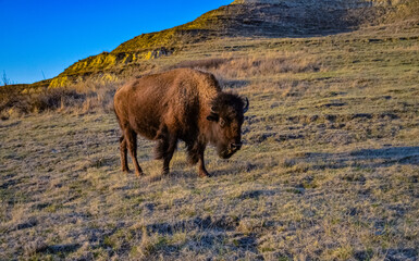 Fototapeta premium The American bison or buffalo (Bison bison). The Theodore Roosevelt National Park, North Dakota
